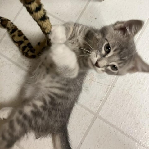 Diamond, an adoptable Domestic Short Hair in Bismarck, ND, 58507 | Photo Image 1