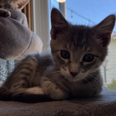 Diamond, an adoptable Domestic Short Hair in Bismarck, ND, 58507 | Photo Image 2