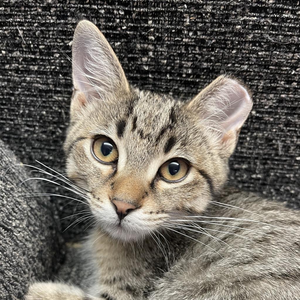 Britta, an adoptable Domestic Short Hair in Bismarck, ND, 58507 | Photo Image 1