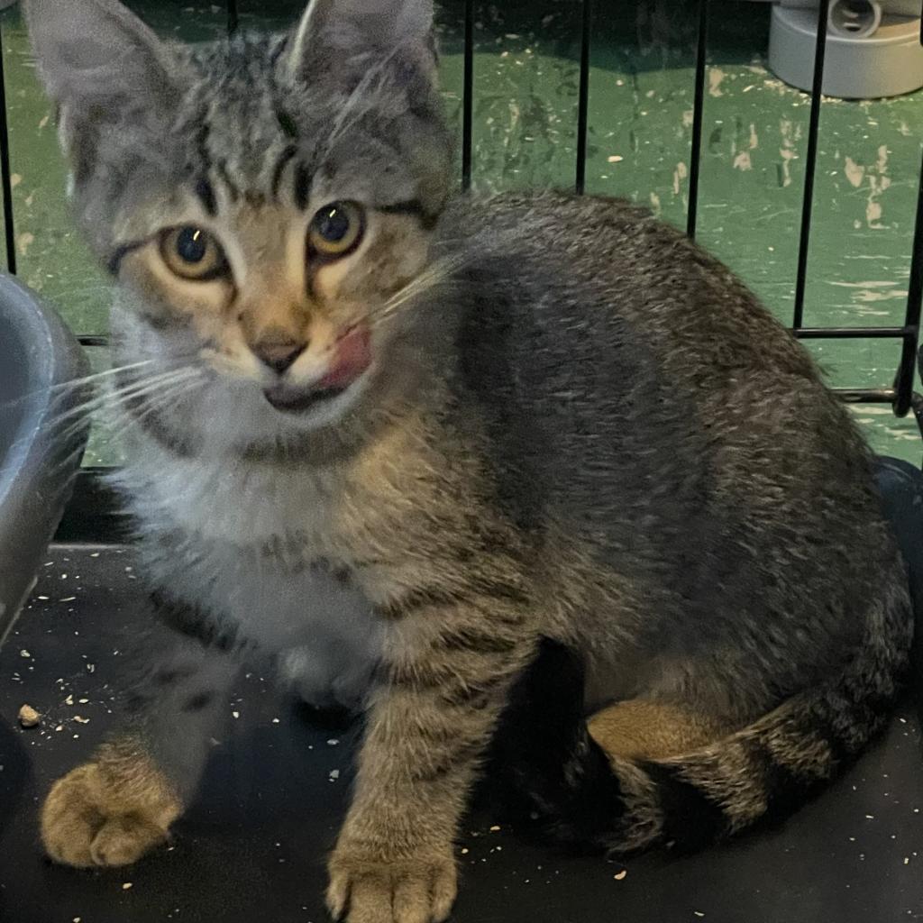 Britta, an adoptable Domestic Short Hair in Bismarck, ND, 58507 | Photo Image 2