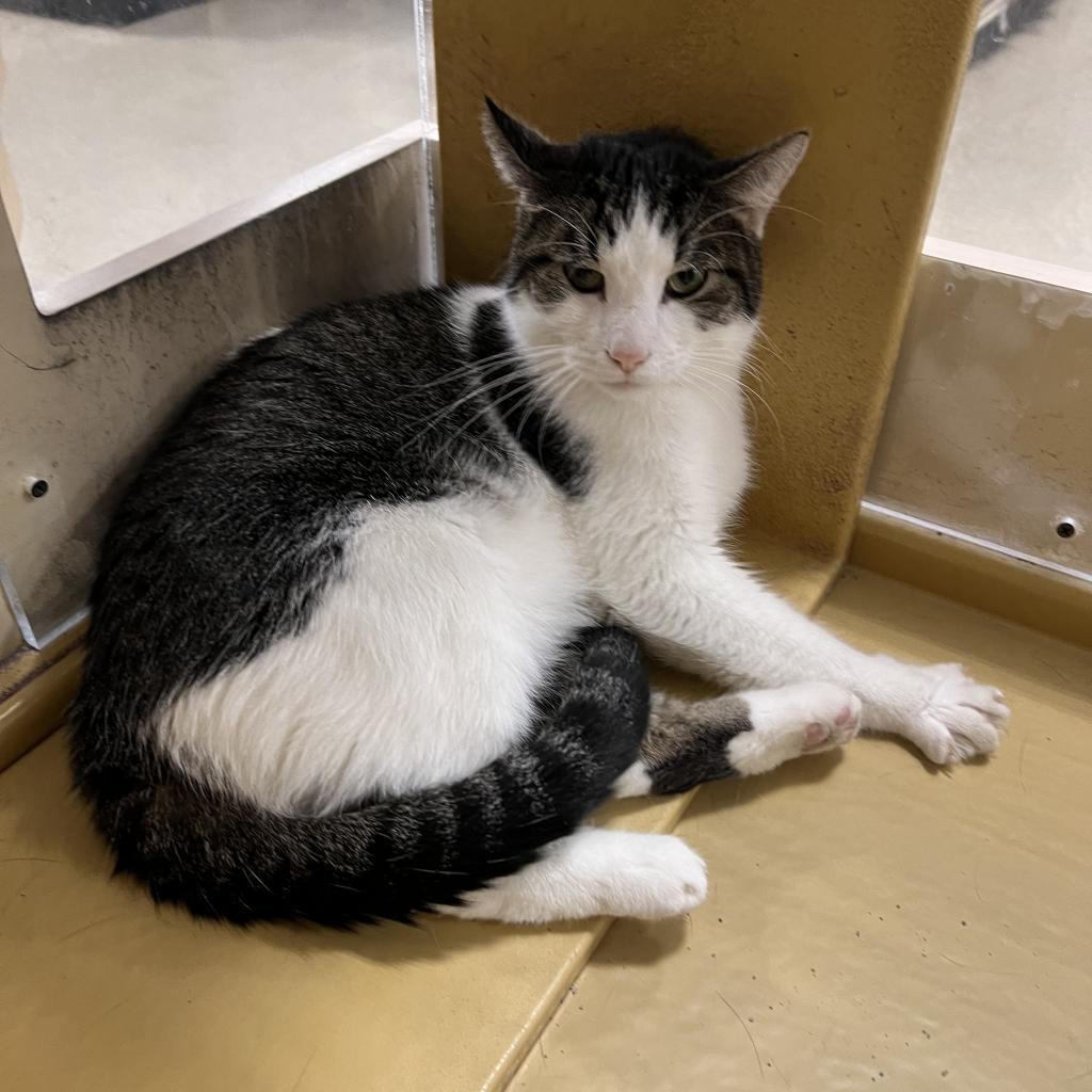 Gizmo, an adoptable Domestic Medium Hair in Bismarck, ND, 58507 | Photo Image 1