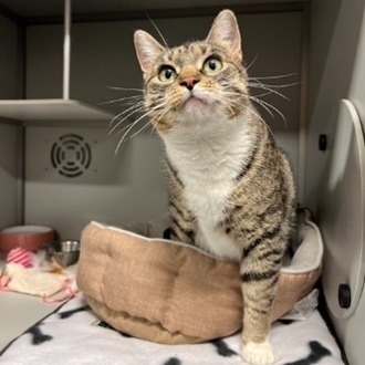 Dreamy, an adoptable Domestic Short Hair in Bismarck, ND, 58507 | Photo Image 1