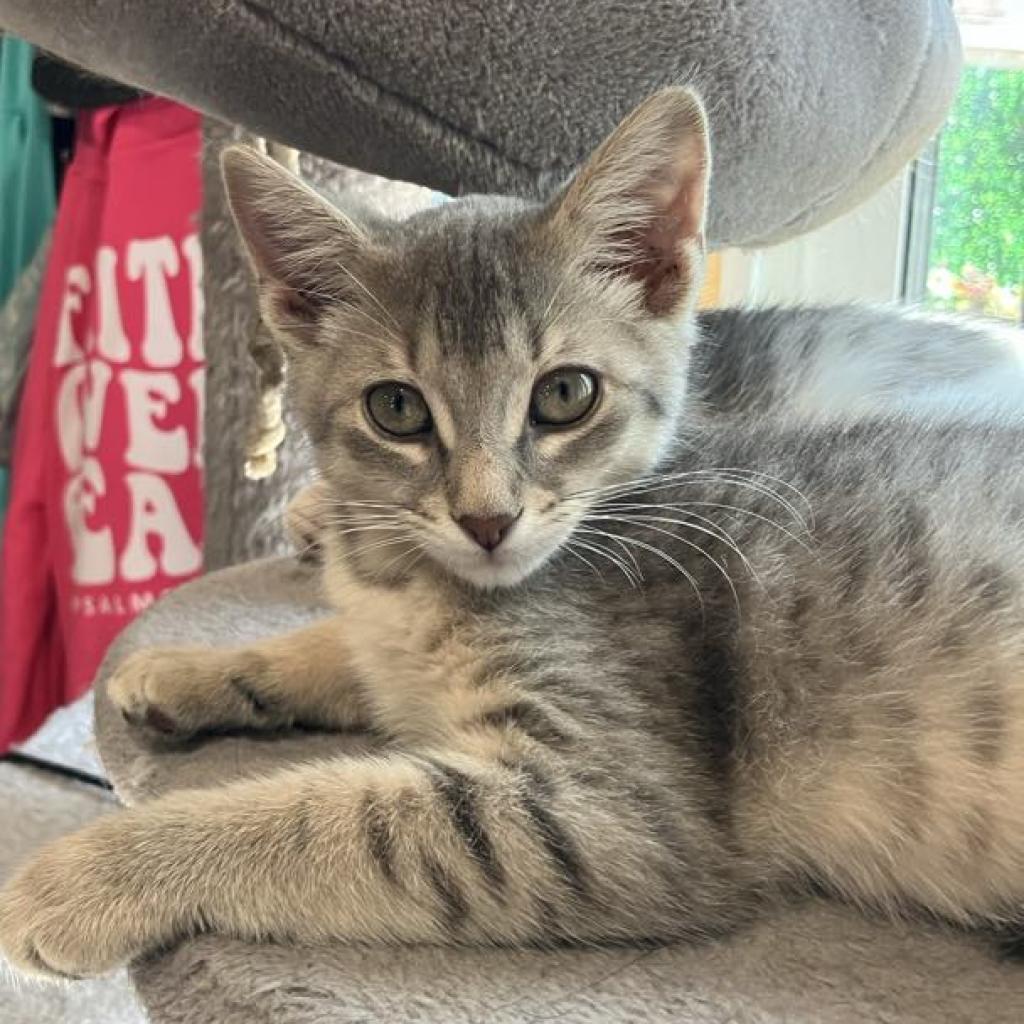 Topaz, an adoptable Domestic Short Hair in Bismarck, ND, 58507 | Photo Image 1