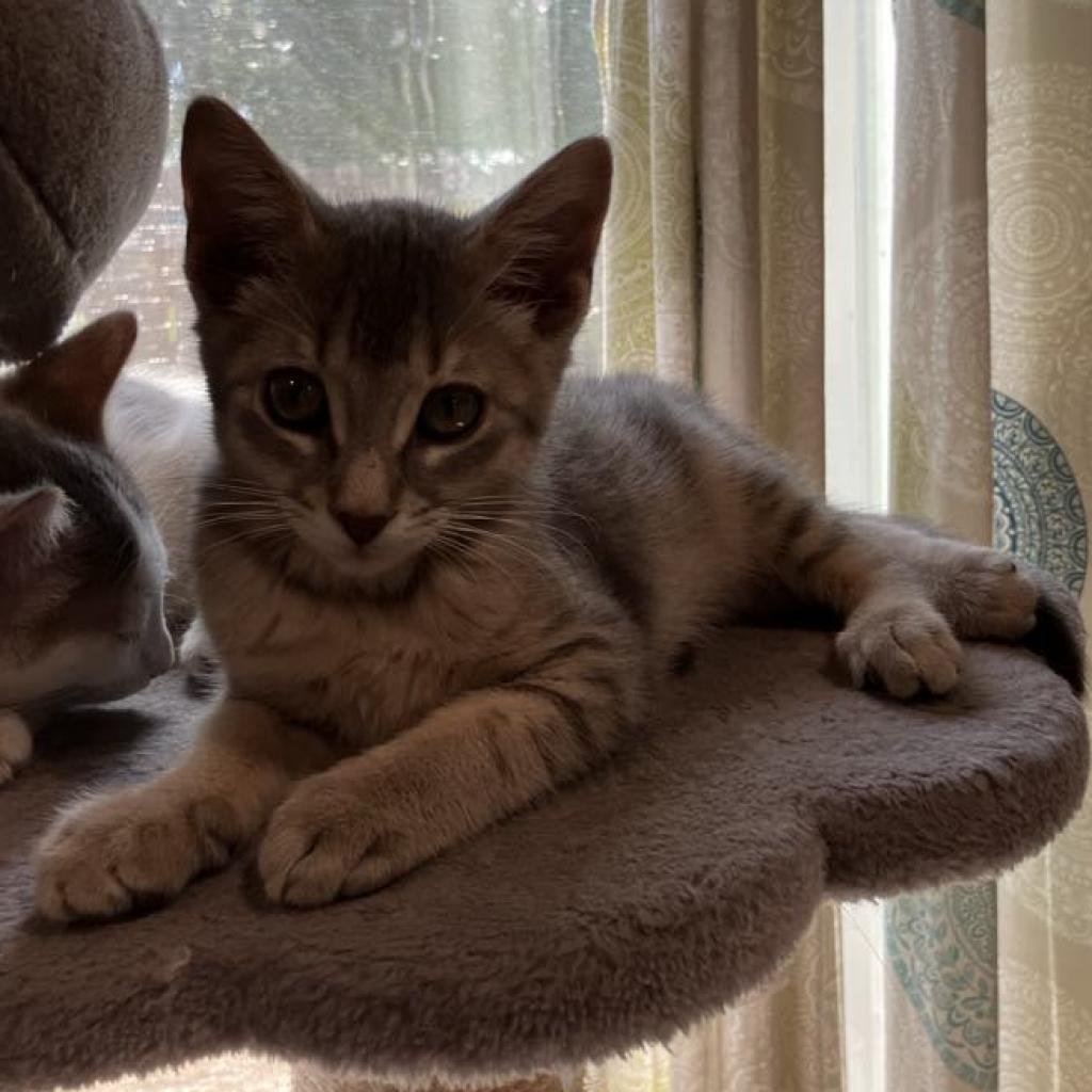 Topaz, an adoptable Domestic Short Hair in Bismarck, ND, 58507 | Photo Image 3