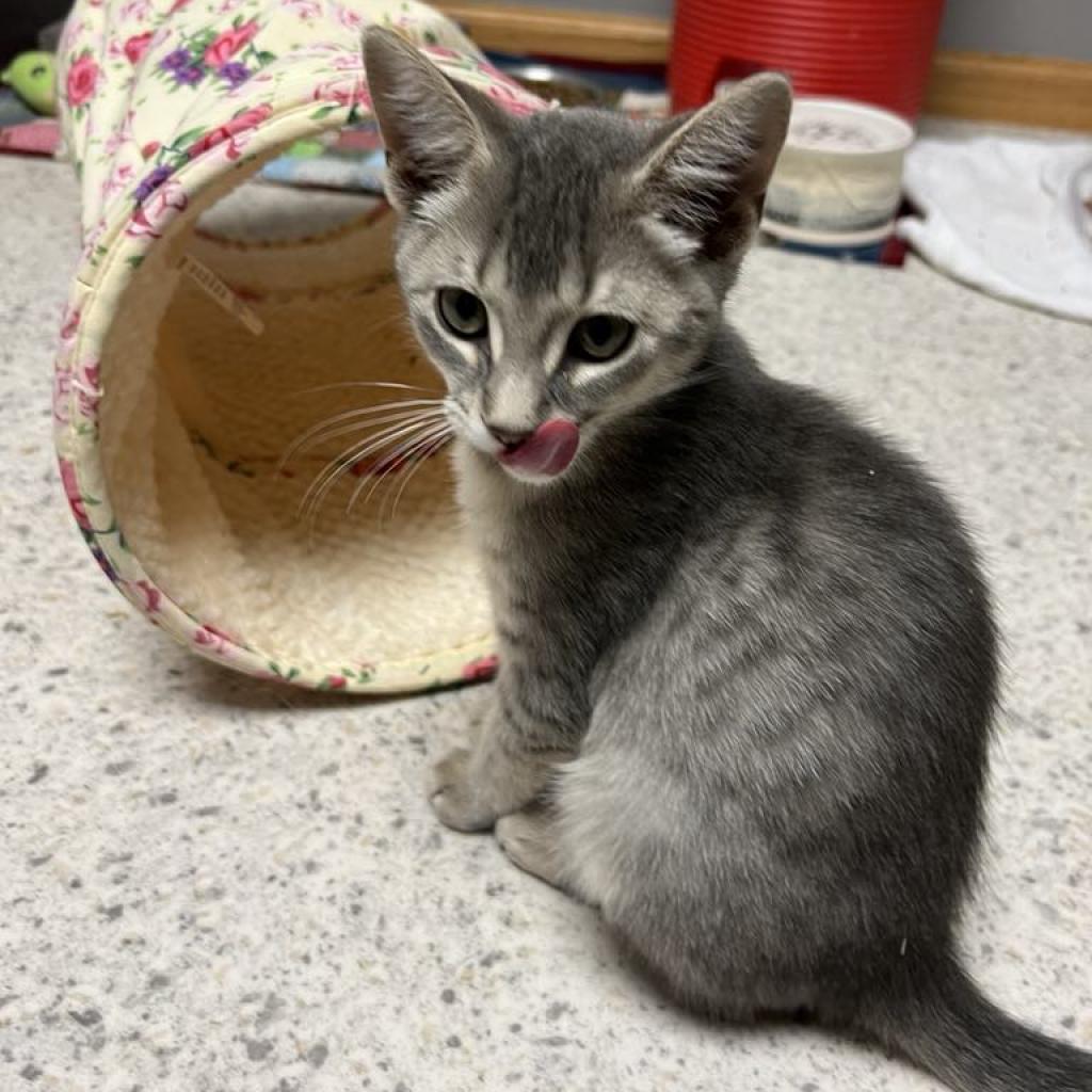 Topaz, an adoptable Domestic Short Hair in Bismarck, ND, 58507 | Photo Image 5