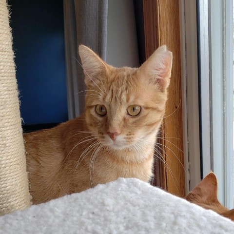 Farfoosh, an adoptable Domestic Short Hair in Bismarck, ND, 58507 | Photo Image 1