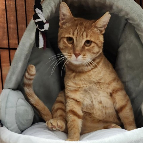 Farfoosh, an adoptable Domestic Short Hair in Bismarck, ND, 58507 | Photo Image 2