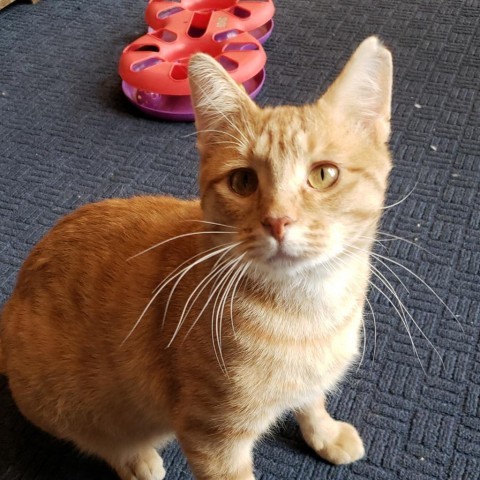 Farfoosh, an adoptable Domestic Short Hair in Bismarck, ND, 58507 | Photo Image 4