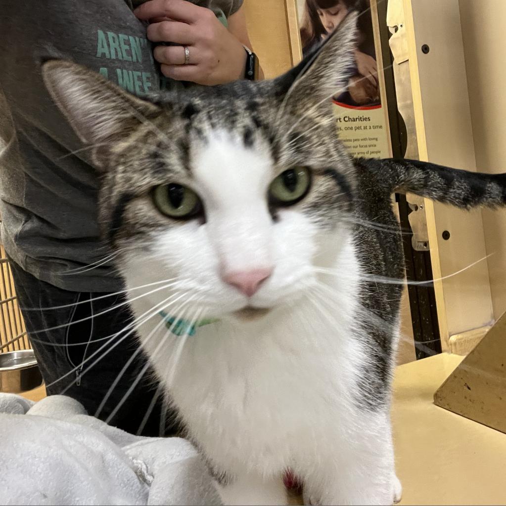 Garfield, an adoptable Domestic Short Hair in Bismarck, ND, 58507 | Photo Image 1