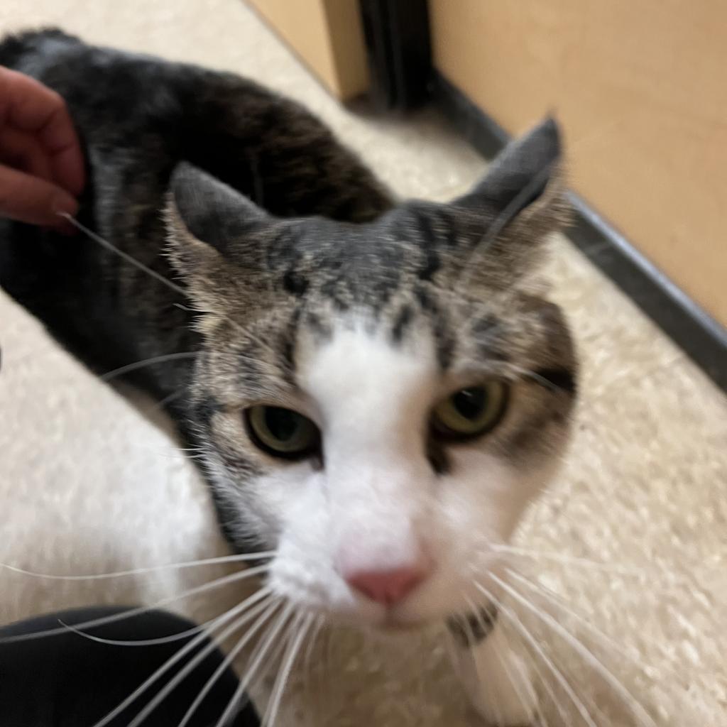 Garfield, an adoptable Domestic Short Hair in Bismarck, ND, 58507 | Photo Image 2