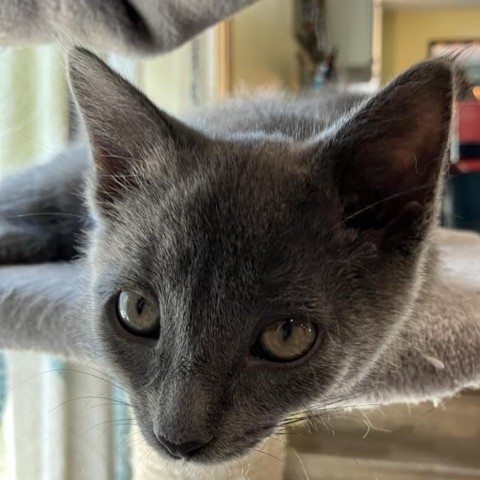 Pipsqueak, an adoptable Domestic Short Hair in Bismarck, ND, 58507 | Photo Image 1