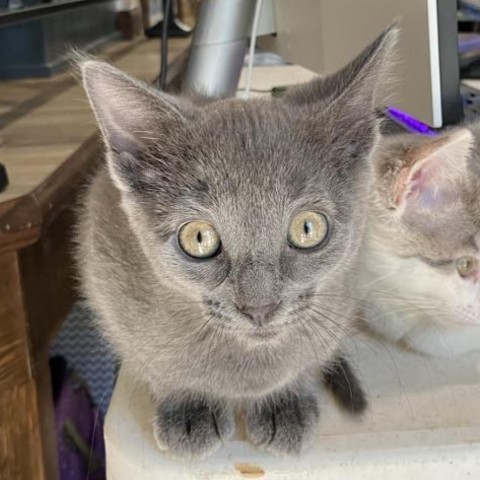 Pipsqueak, an adoptable Domestic Short Hair in Bismarck, ND, 58507 | Photo Image 2