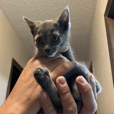 Pipsqueak, an adoptable Domestic Short Hair in Bismarck, ND, 58507 | Photo Image 3