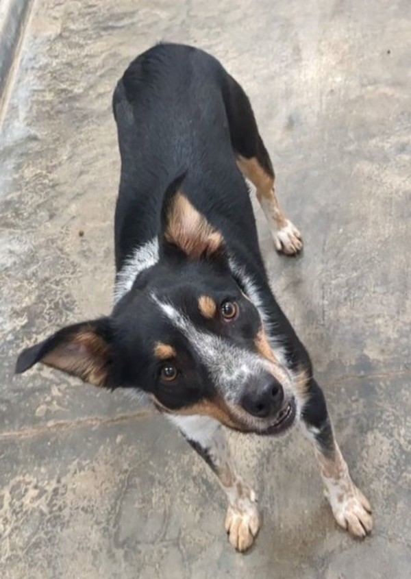Atlas, an adoptable Border Collie in Osage Beach, MO, 65020 | Photo Image 1