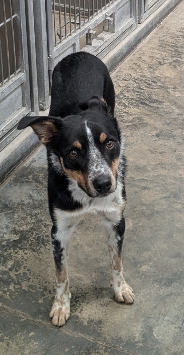 Atlas, an adoptable Border Collie in Osage Beach, MO, 65020 | Photo Image 2