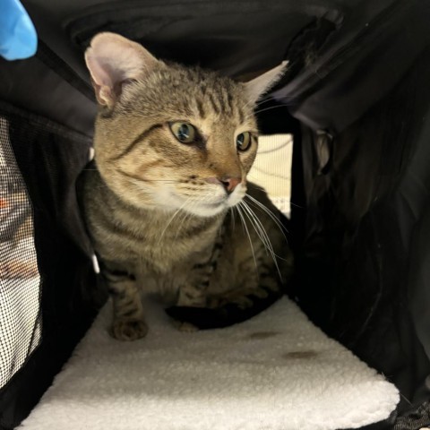 Andre the Giant, an adoptable Domestic Short Hair in Taos, NM, 87571 | Photo Image 1