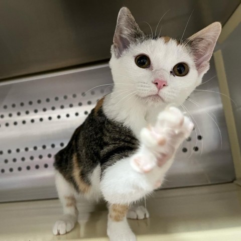 Kendall, an adoptable Domestic Short Hair in Taos, NM, 87571 | Photo Image 1