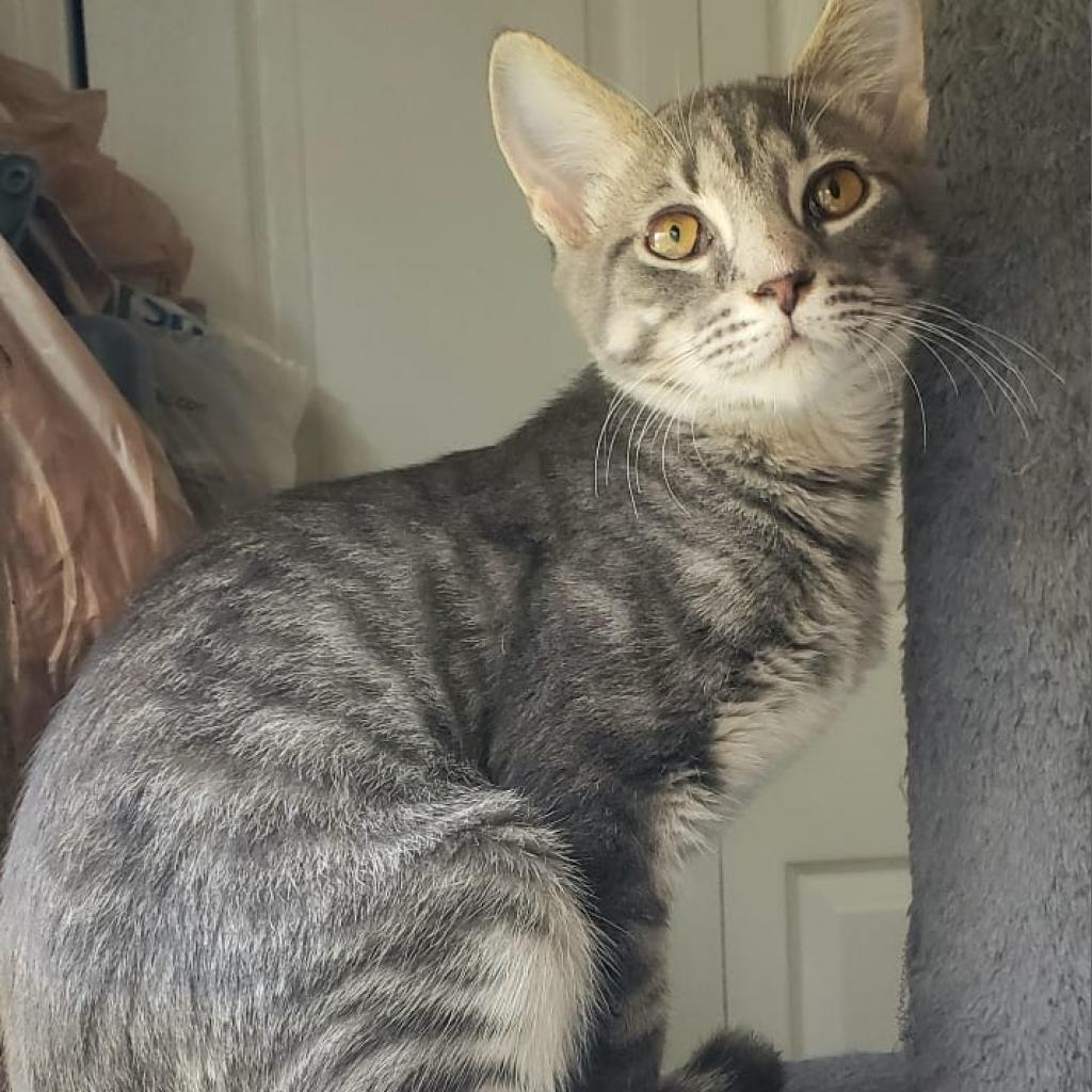 Tabby, an adoptable Domestic Short Hair in Huntsville, AL, 35802 | Photo Image 2