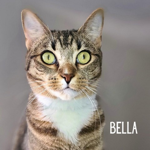 Bella, an adoptable Domestic Short Hair in Prescott, AZ, 86304 | Photo Image 6