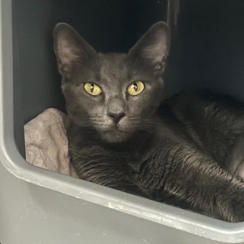 Roxie, an adoptable Domestic Short Hair in Prescott, AZ, 86304 | Photo Image 1