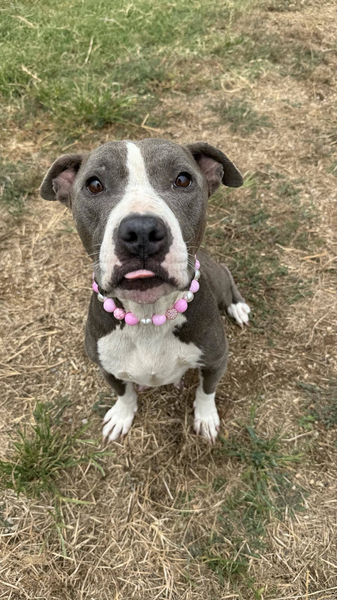 Belle, an adoptable Pit Bull Terrier in Arlee, MT, 59821 | Photo Image 1