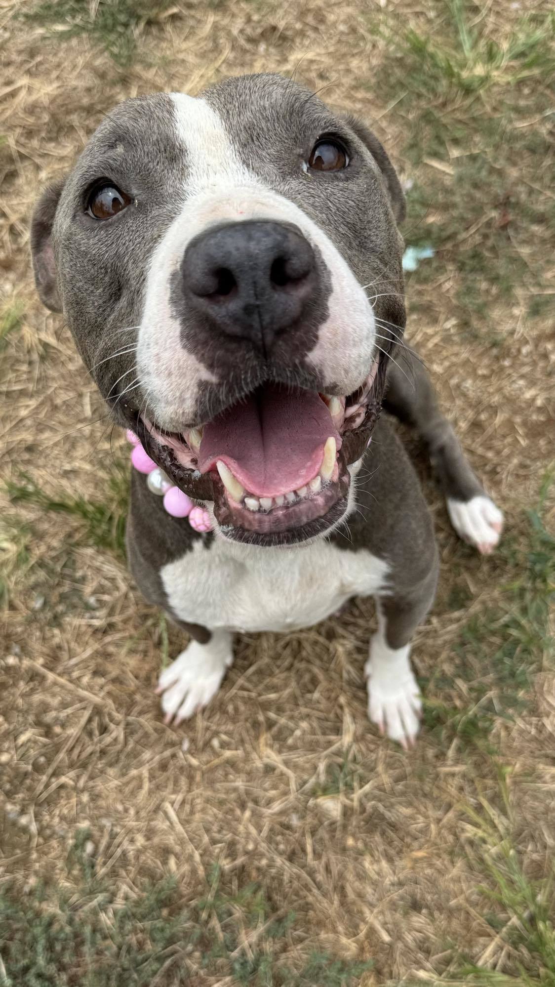 Belle, an adoptable Pit Bull Terrier in Arlee, MT, 59821 | Photo Image 2