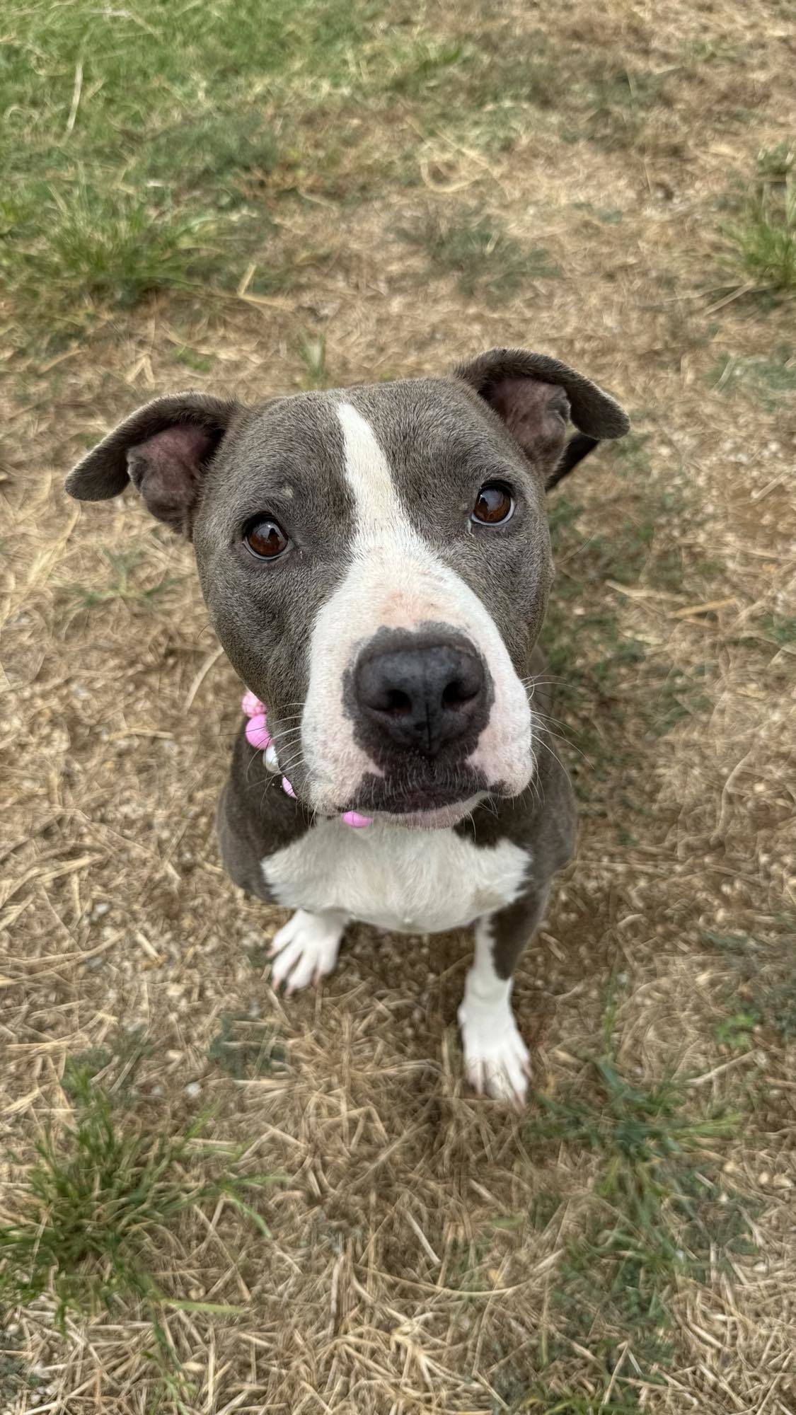 Belle, an adoptable Pit Bull Terrier in Arlee, MT, 59821 | Photo Image 3