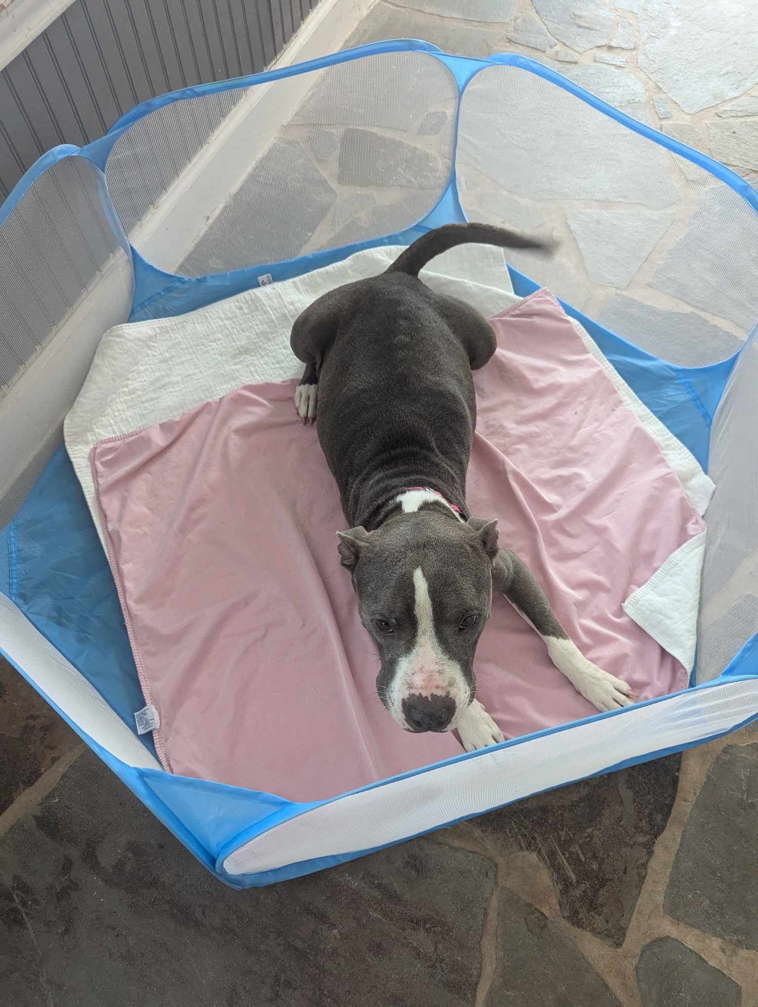 Belle, an adoptable Pit Bull Terrier in Arlee, MT, 59821 | Photo Image 5