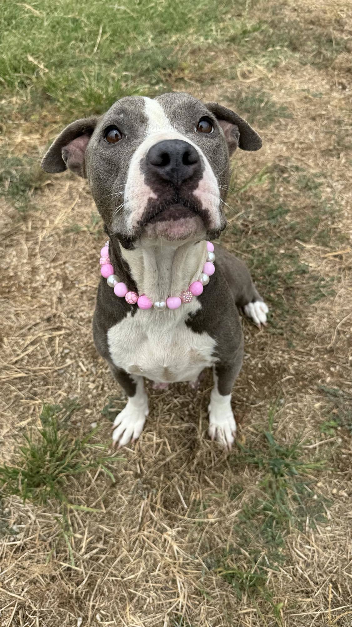 Belle, an adoptable Pit Bull Terrier in Arlee, MT, 59821 | Photo Image 6