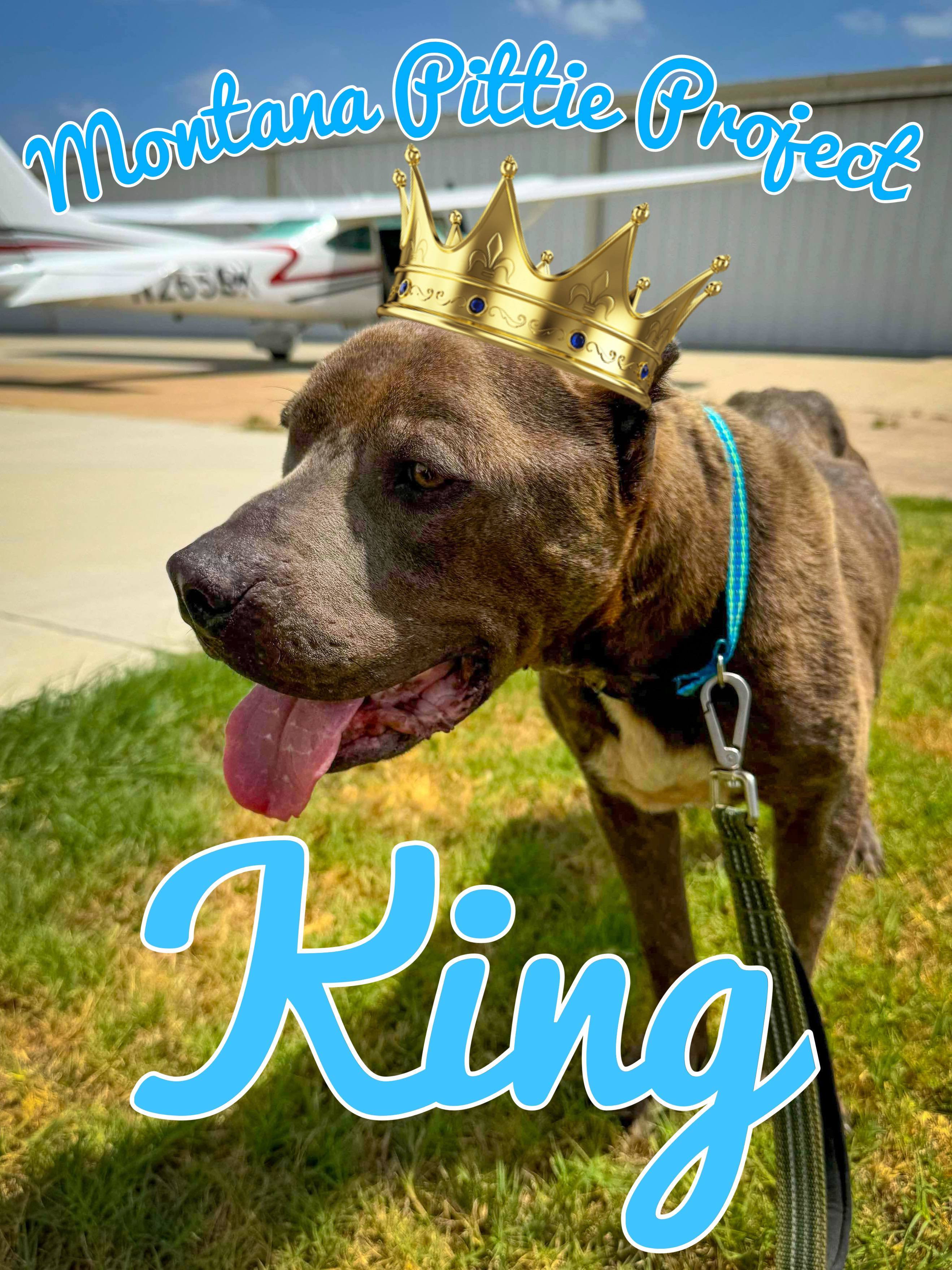 King, an adoptable Pit Bull Terrier in Arlee, MT, 59821 | Photo Image 1