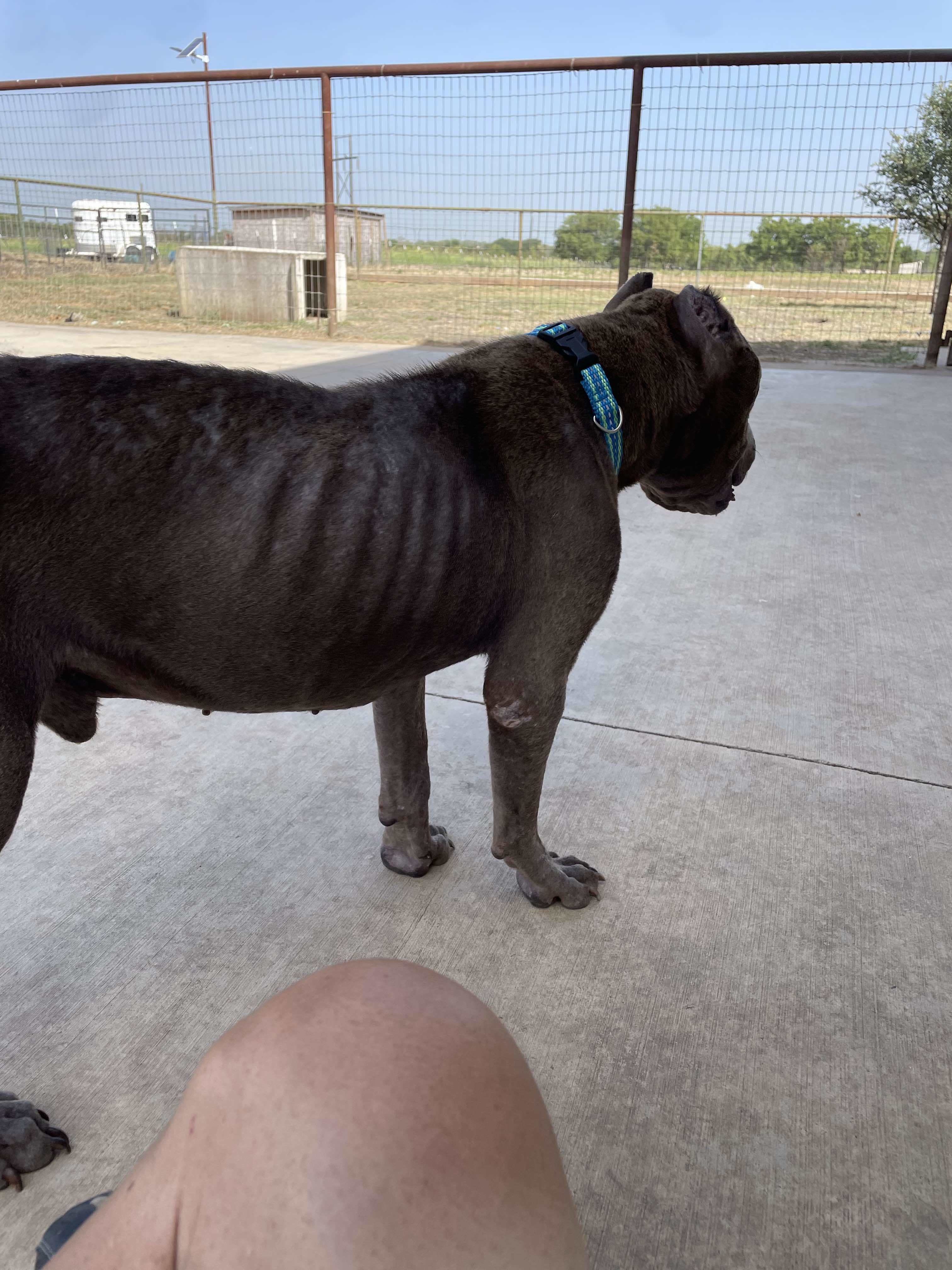 King, an adoptable Pit Bull Terrier in Arlee, MT, 59821 | Photo Image 3