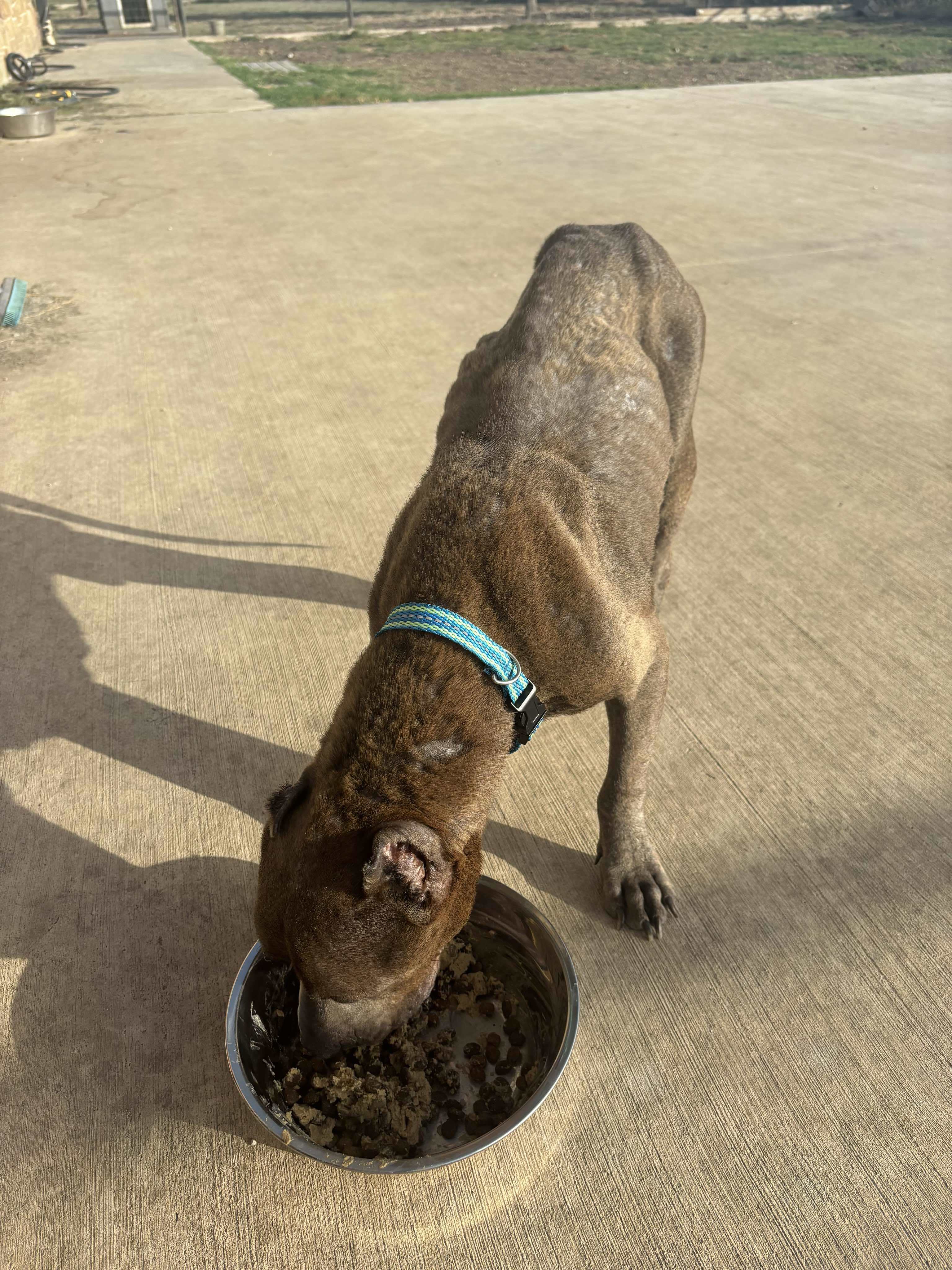 King, an adoptable Pit Bull Terrier in Arlee, MT, 59821 | Photo Image 4