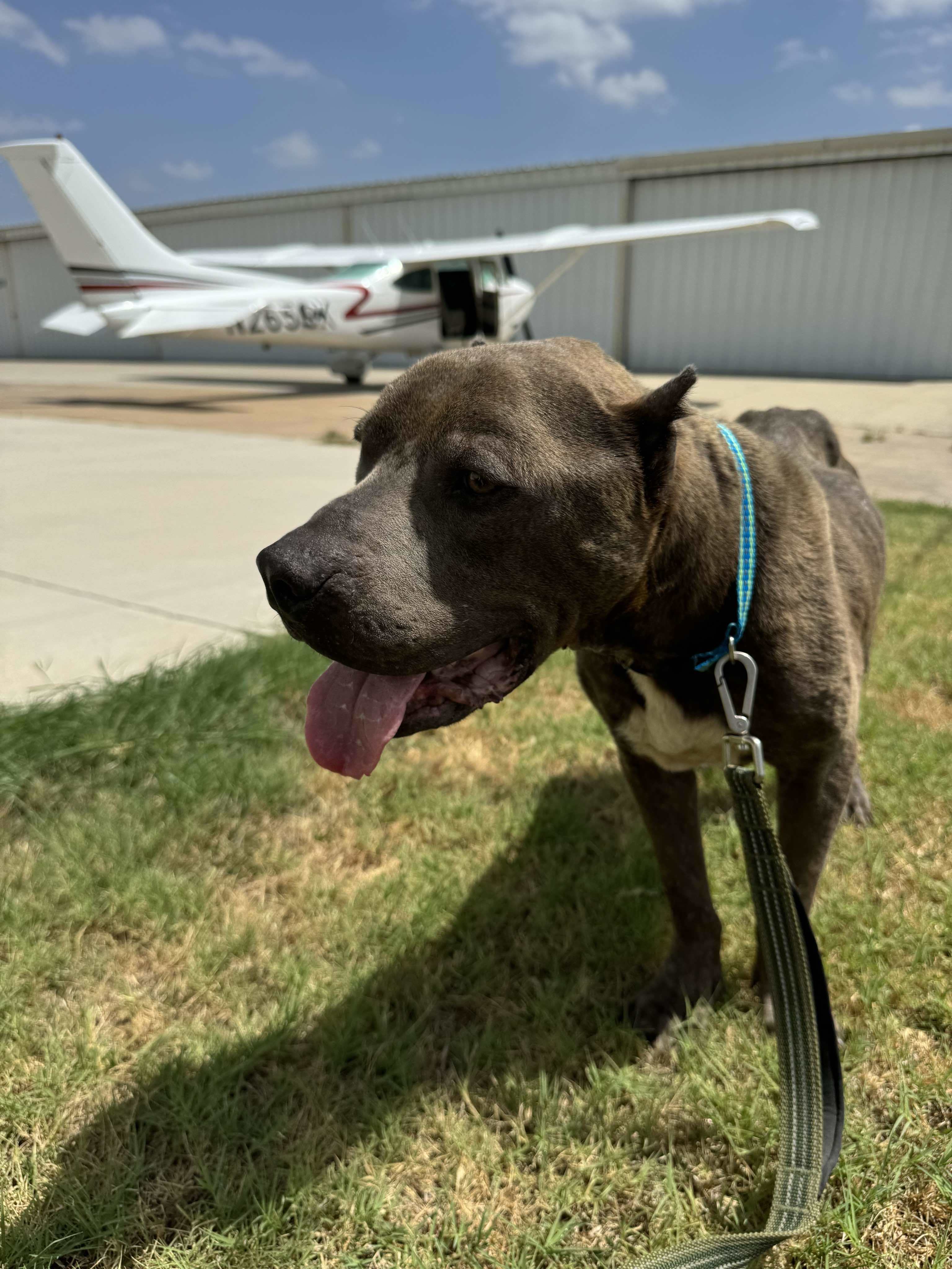 King, an adoptable Pit Bull Terrier in Arlee, MT, 59821 | Photo Image 5