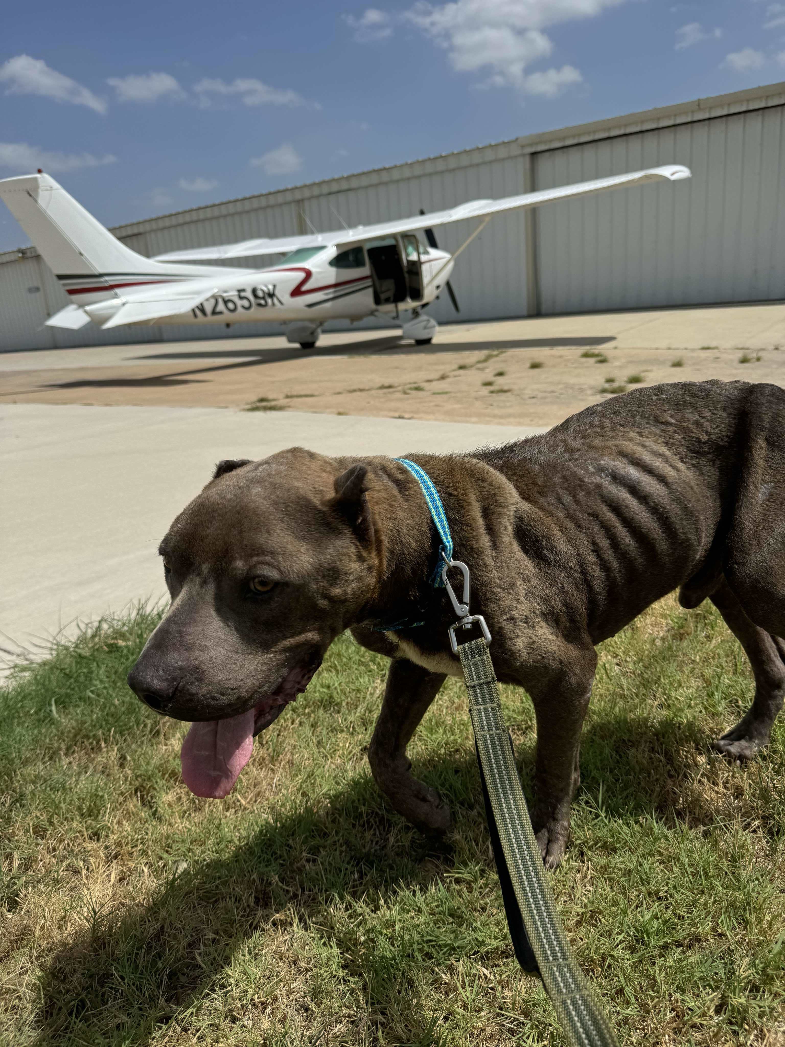 King, an adoptable Pit Bull Terrier in Arlee, MT, 59821 | Photo Image 6