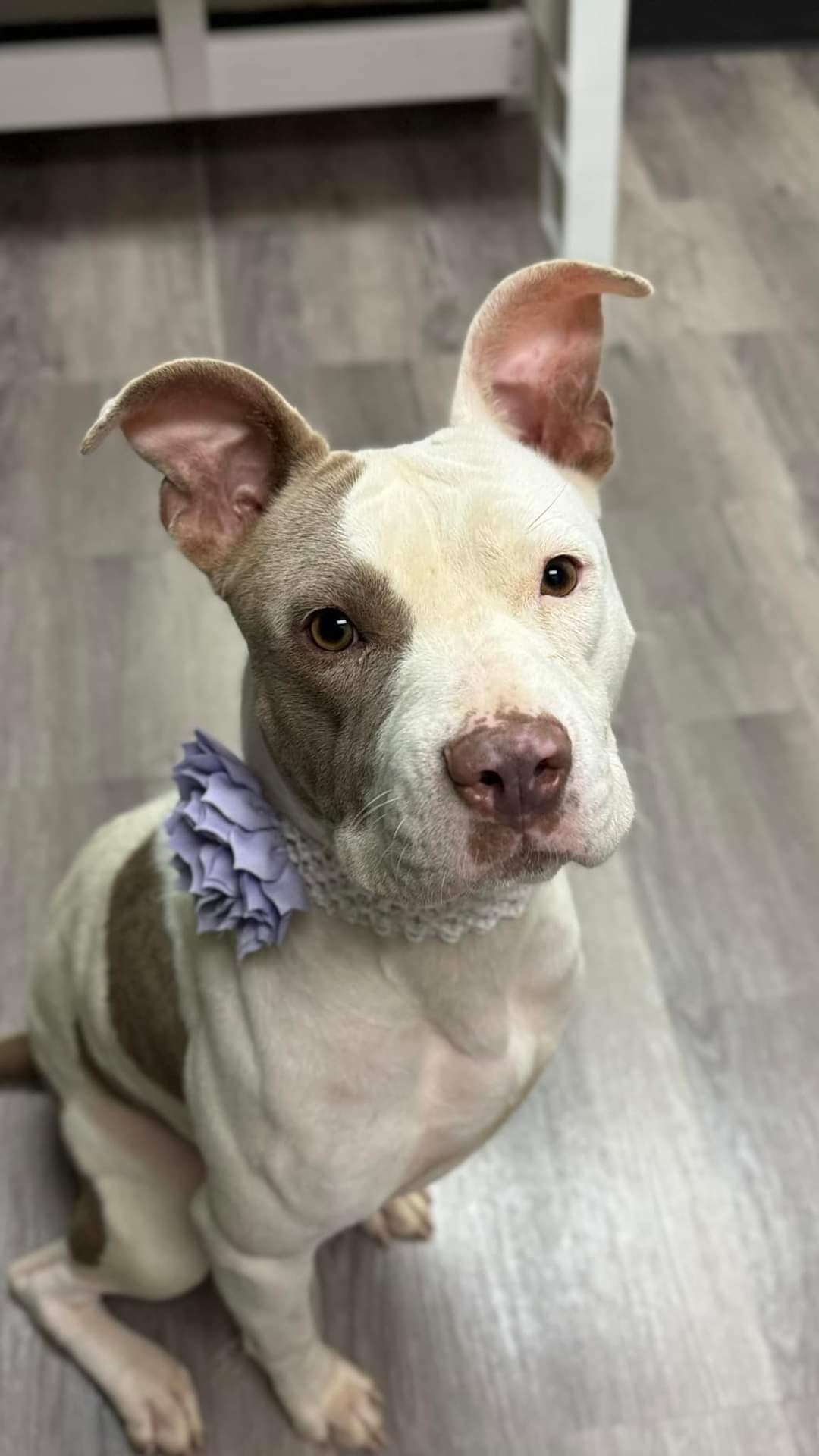 Mabel (D. Queen), an adoptable Pit Bull Terrier in Arlee, MT, 59821 | Photo Image 1