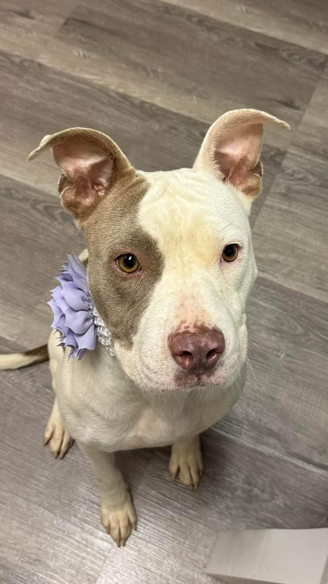 Mabel (D. Queen), an adoptable Pit Bull Terrier in Arlee, MT, 59821 | Photo Image 2