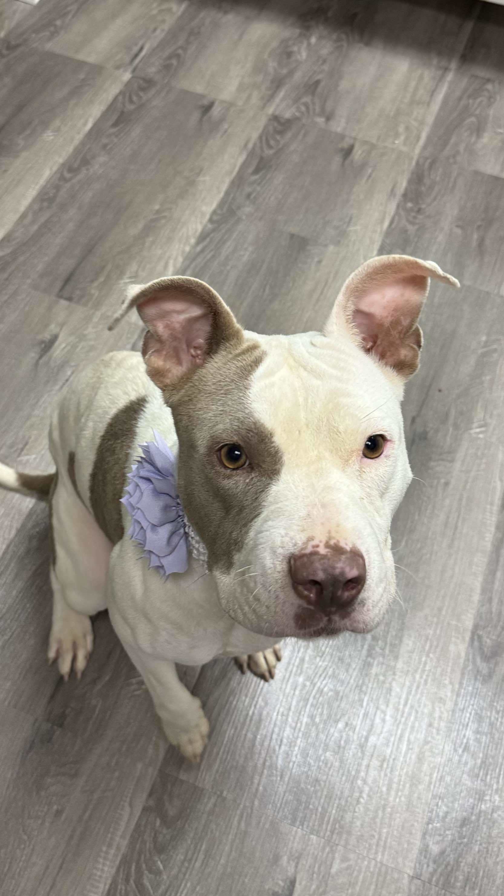 Mabel (D. Queen), an adoptable Pit Bull Terrier in Arlee, MT, 59821 | Photo Image 3