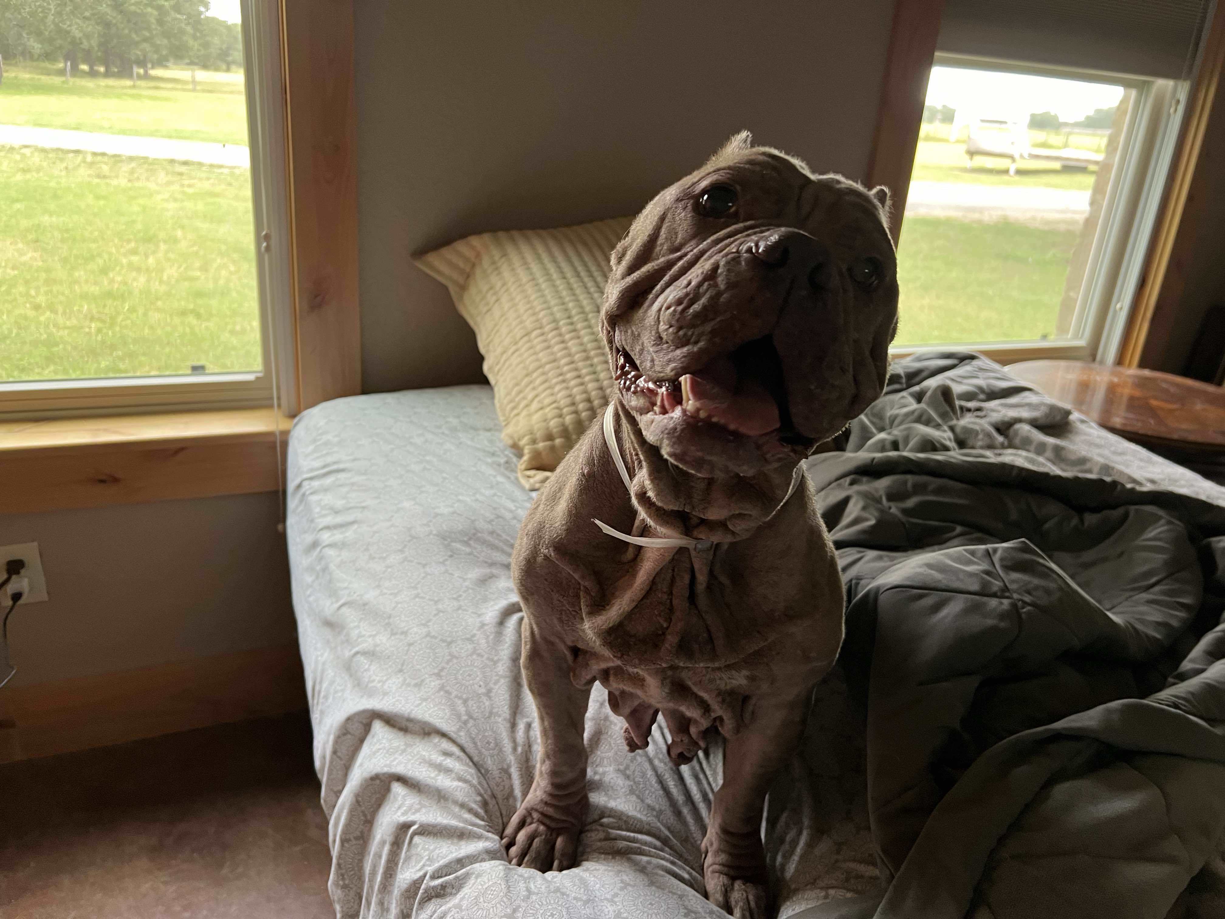 Yogi, an adoptable American Staffordshire Terrier in Arlee, MT, 59821 | Photo Image 5