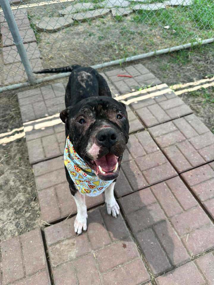 Morty (Victor), an adoptable American Staffordshire Terrier in Arlee, MT, 59821 | Photo Image 1