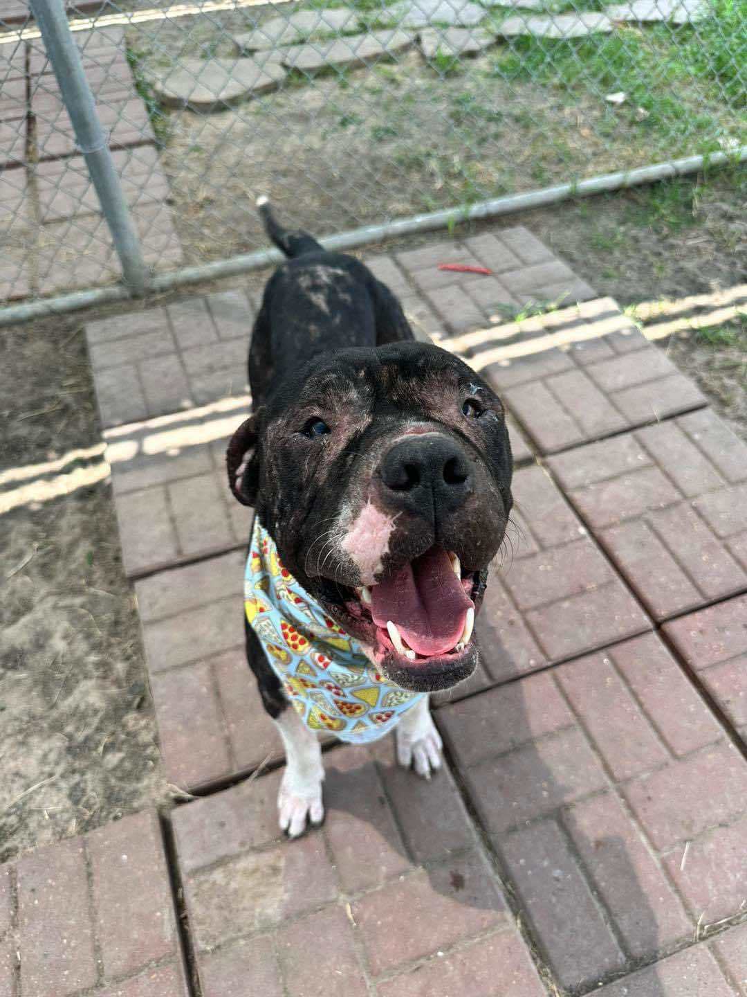 Morty (Victor), an adoptable American Staffordshire Terrier in Arlee, MT, 59821 | Photo Image 2