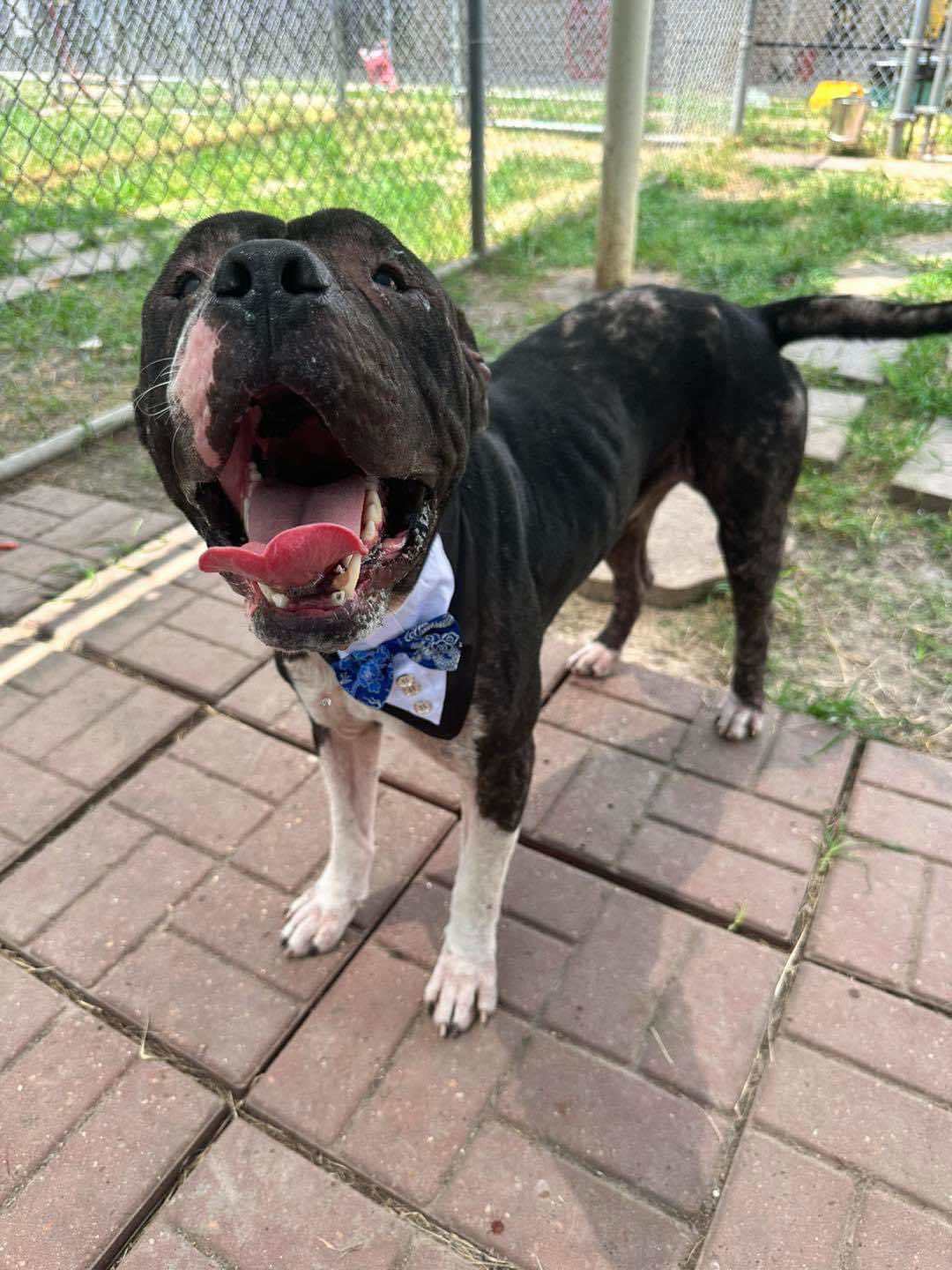 Morty (Victor), an adoptable American Staffordshire Terrier in Arlee, MT, 59821 | Photo Image 3