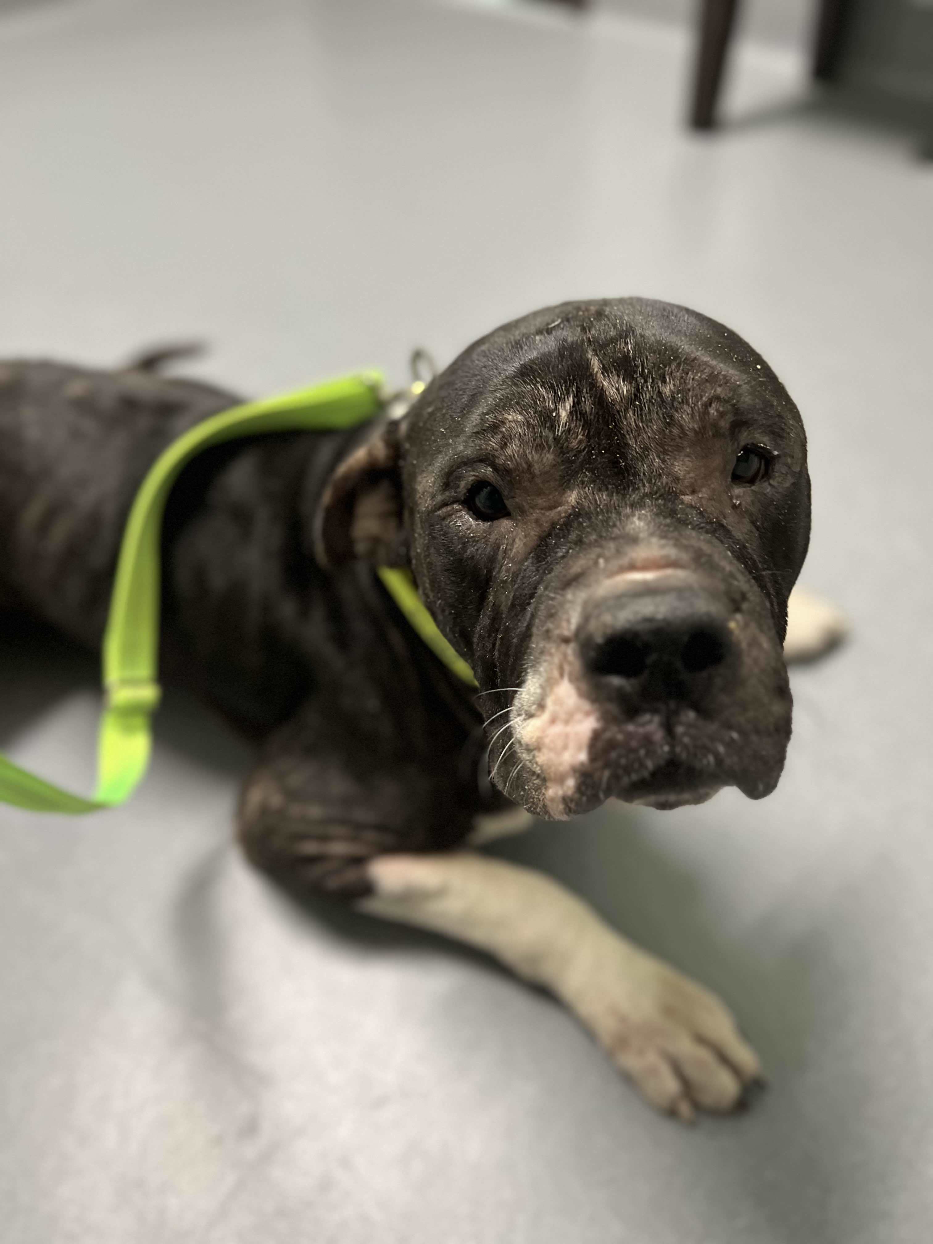 Morty (Victor), an adoptable American Staffordshire Terrier in Arlee, MT, 59821 | Photo Image 4