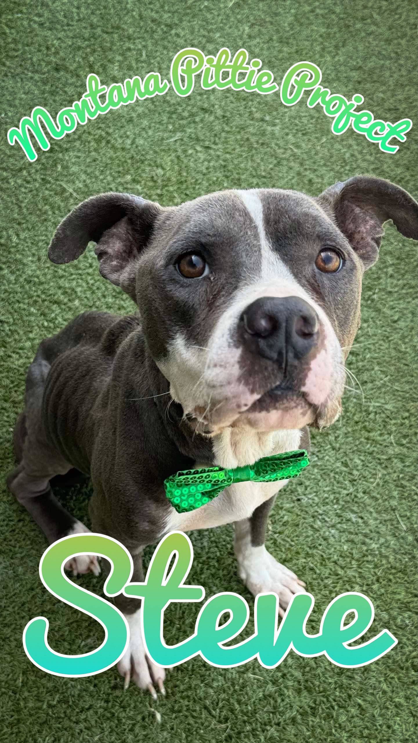 Steve, an adoptable Pit Bull Terrier in Arlee, MT, 59821 | Photo Image 1