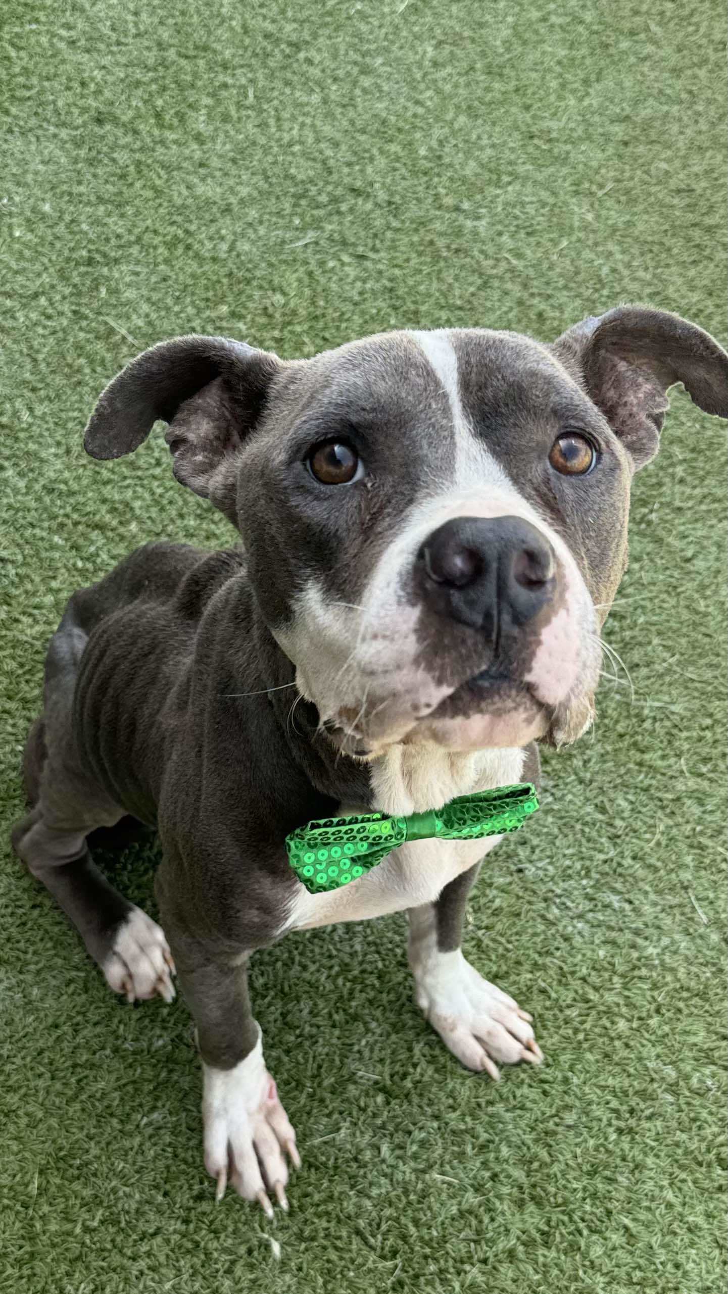 Steve, an adoptable Pit Bull Terrier in Arlee, MT, 59821 | Photo Image 3