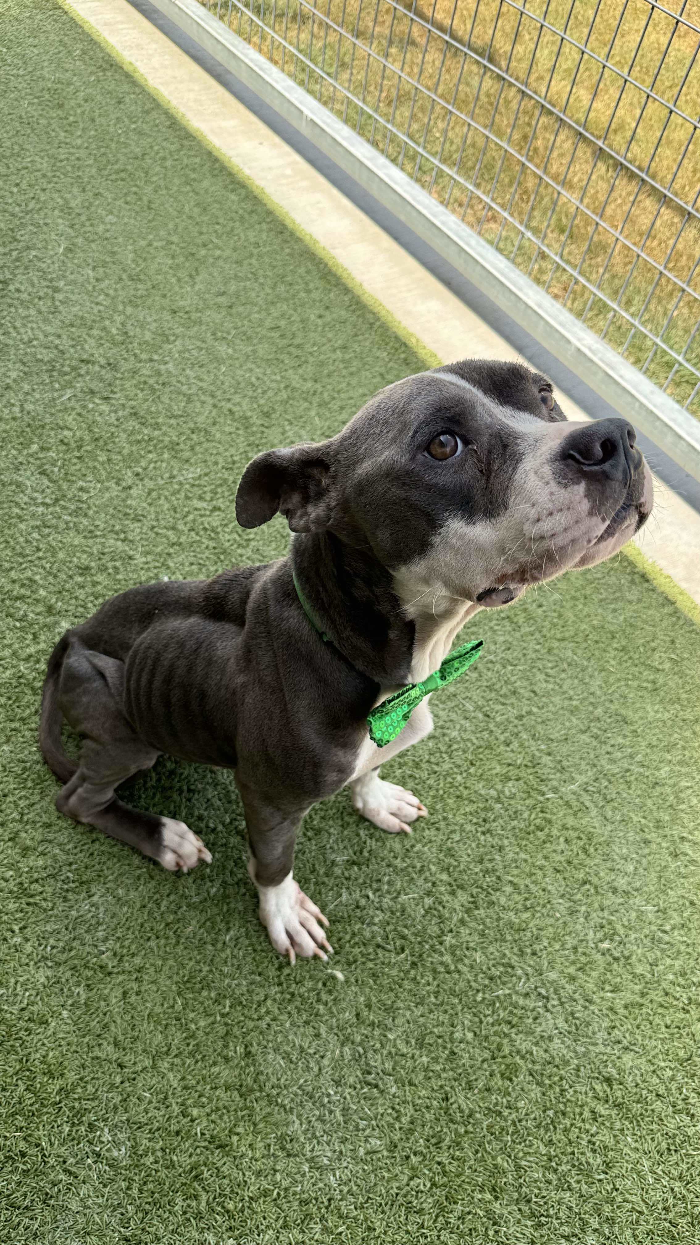 Steve, an adoptable Pit Bull Terrier in Arlee, MT, 59821 | Photo Image 4