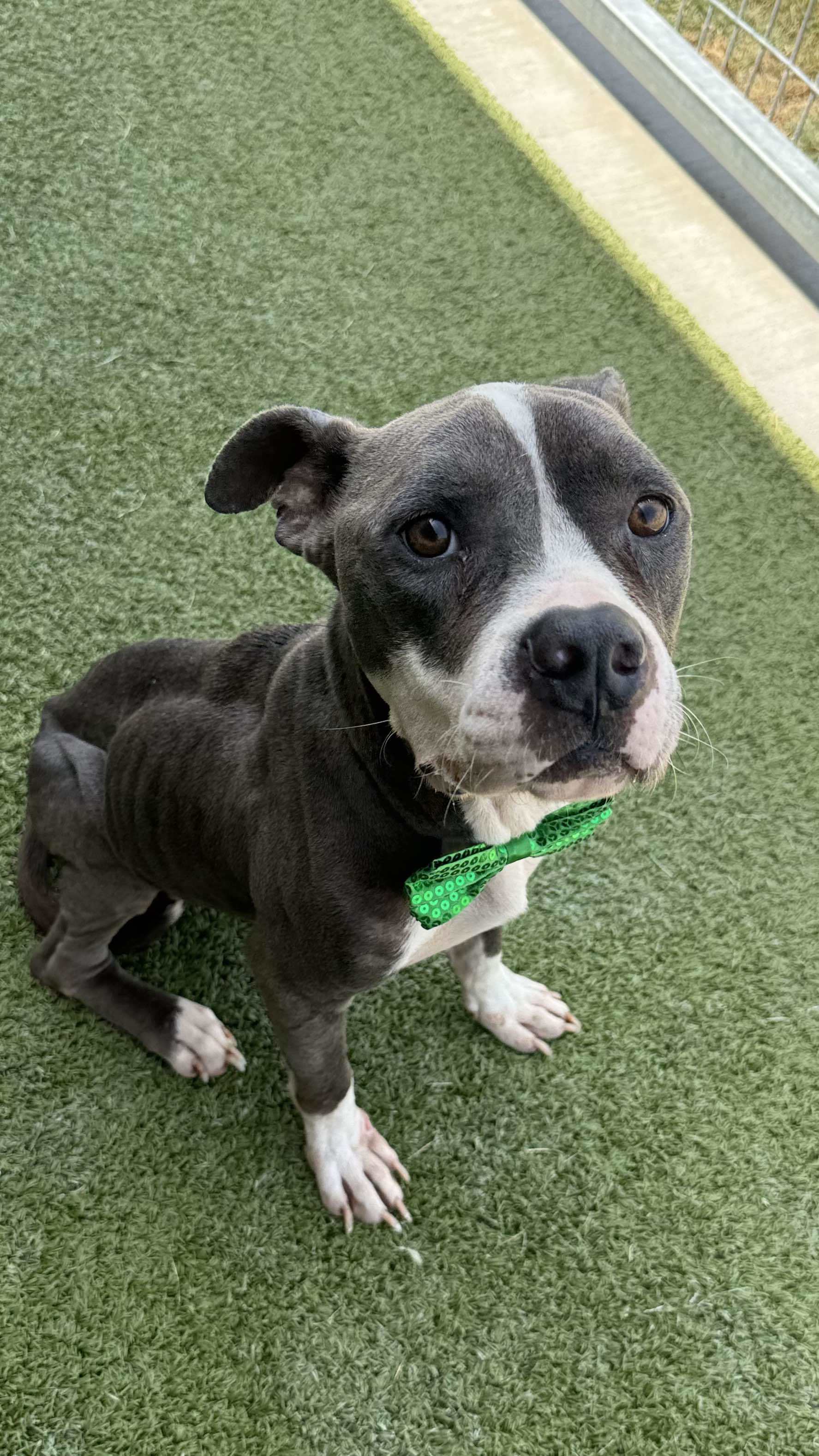 Steve, an adoptable Pit Bull Terrier in Arlee, MT, 59821 | Photo Image 5