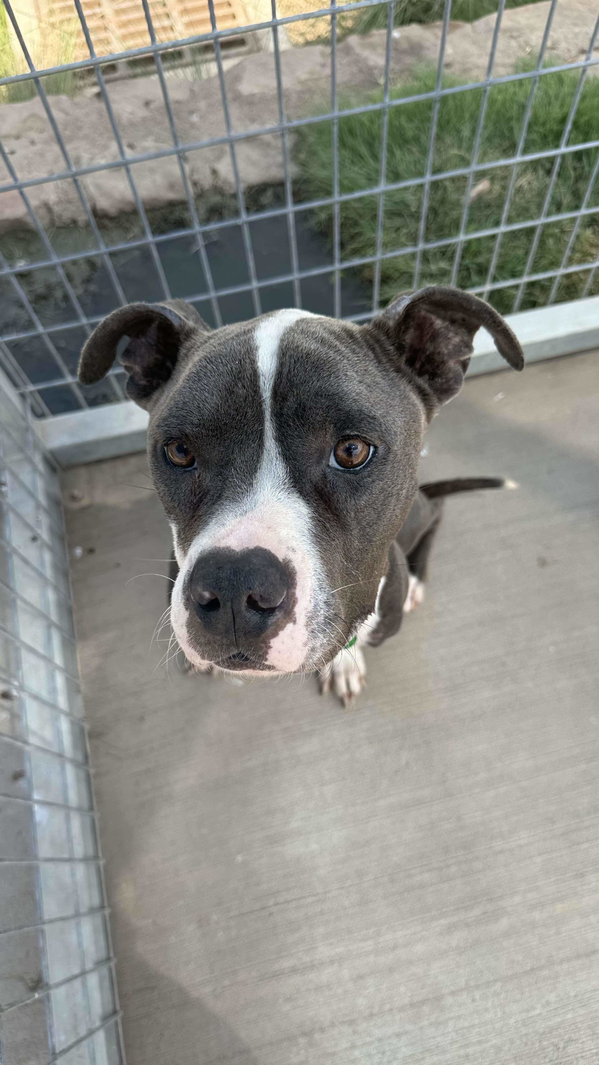 Steve, an adoptable Pit Bull Terrier in Arlee, MT, 59821 | Photo Image 6