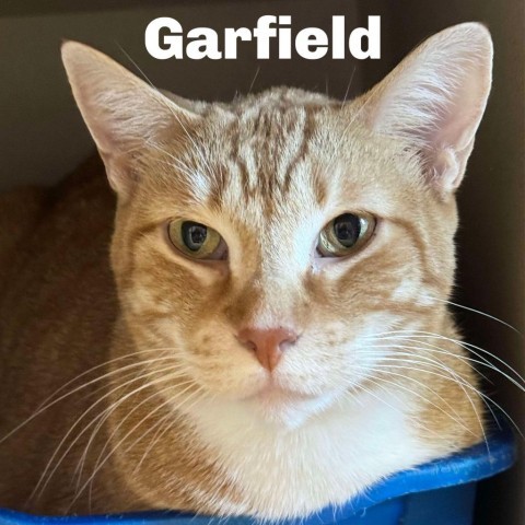 Garfield 240683, an adoptable Domestic Short Hair in Escanaba, MI, 49829 | Photo Image 1