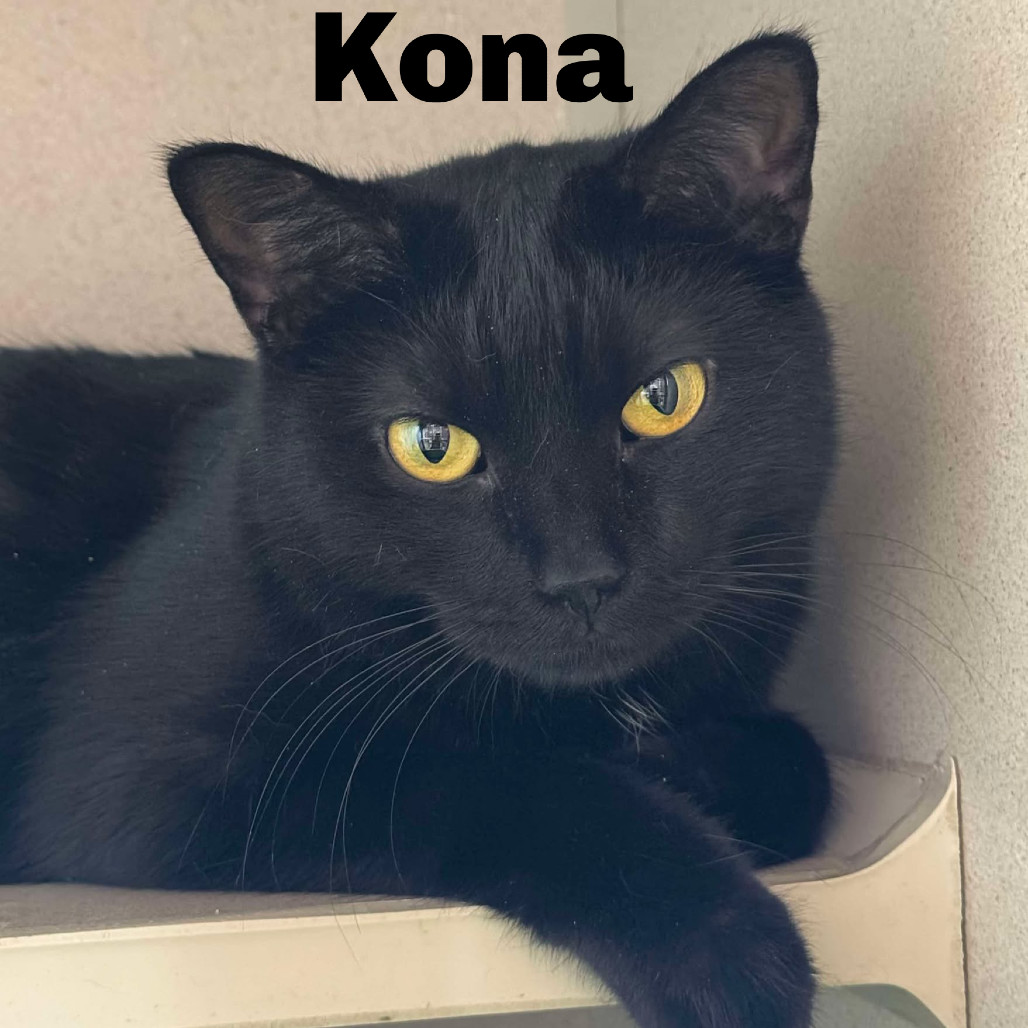 Kona 230794, an adoptable Domestic Short Hair in Escanaba, MI, 49829 | Photo Image 1