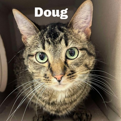 Doug 240684, an adoptable Domestic Short Hair in Escanaba, MI, 49829 | Photo Image 1